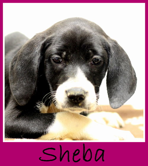 Sheba