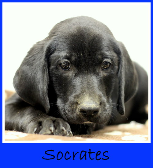 Socrates