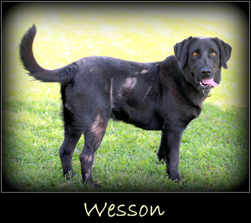 Wesson