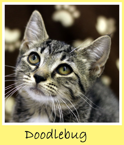 Doodlebug