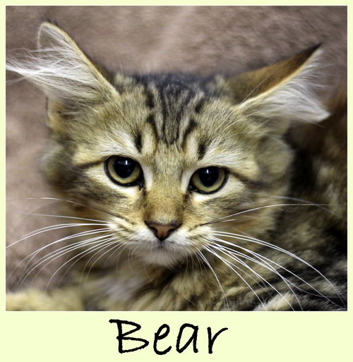 Bear