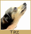 Taz