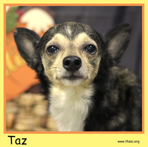 Taz