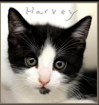 Harvey