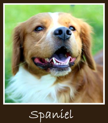 Spaniel Clyde