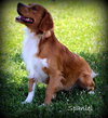 Spaniel Clyde
