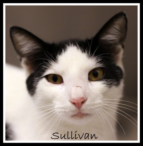 Sullivan