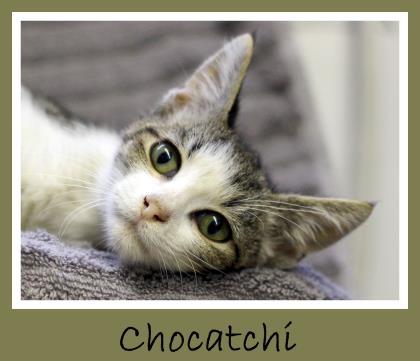 Chocatchi