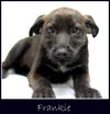 Frankie