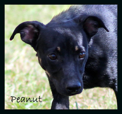 Peanut