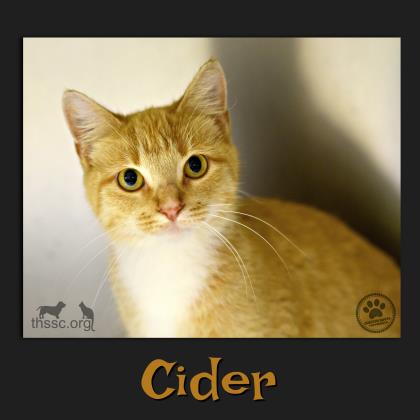 Cider