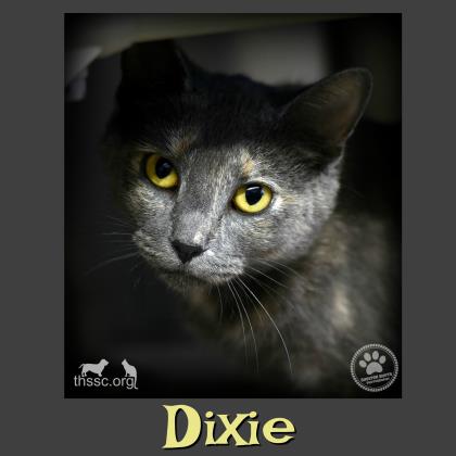 Dixie