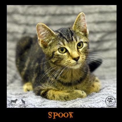Spook