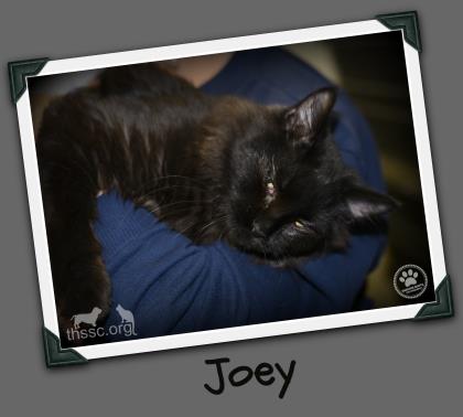 Joey