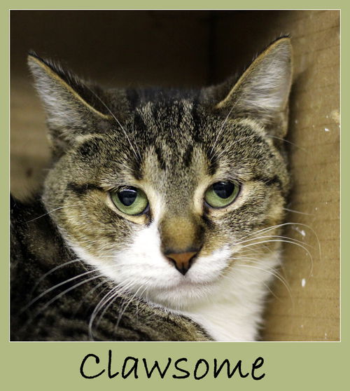 Clawsome