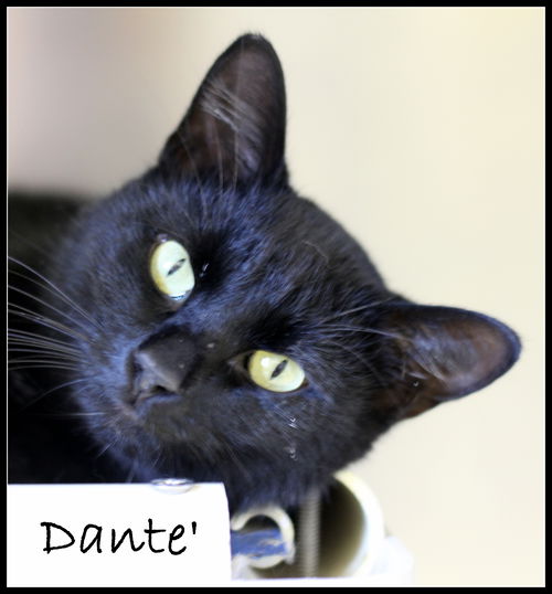 Dante'