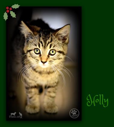 Holly