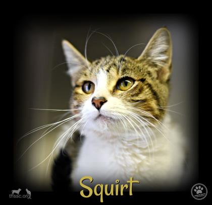 Squirt