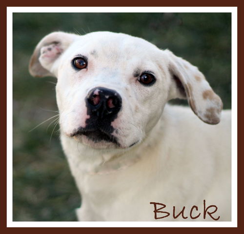 Buck