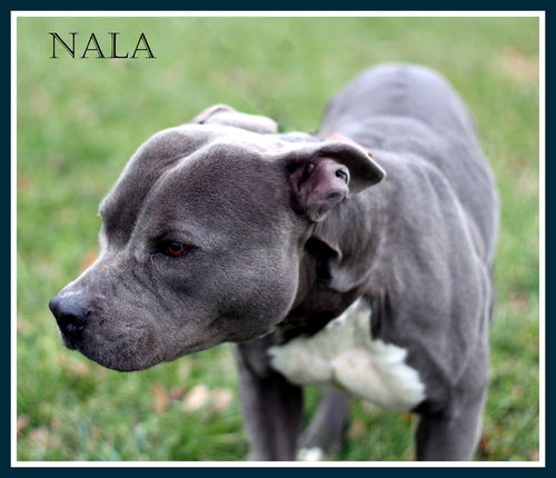 Nala