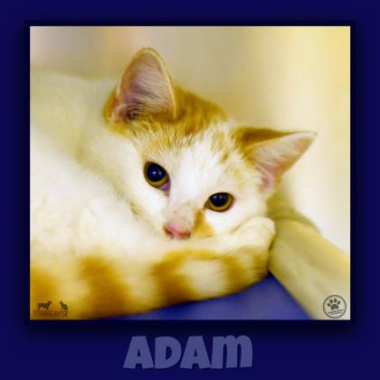 Adam