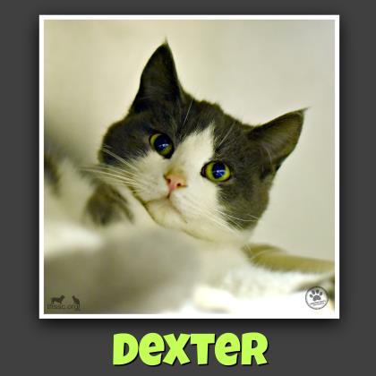 Dexter
