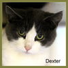 Dexter