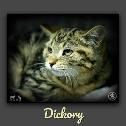 Dickory