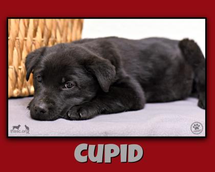 Cupid