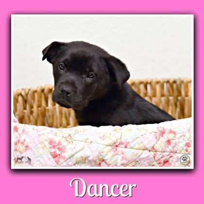 Dancer