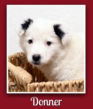 Donner