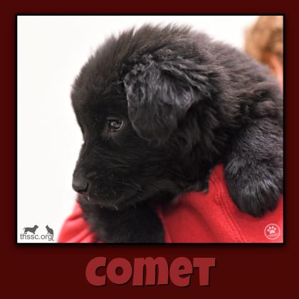 Comet