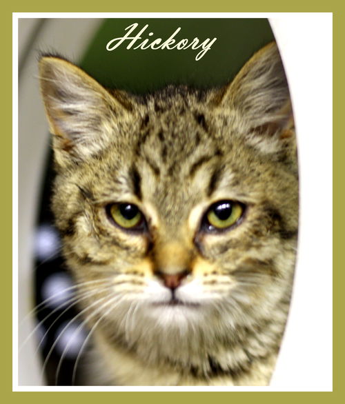 Hickory