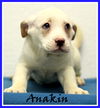 Anakin