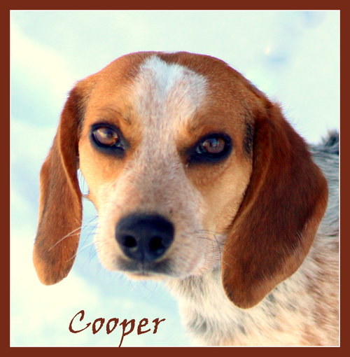 Cooper