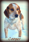 Cooper