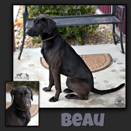 Beau