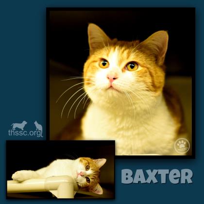 Baxter