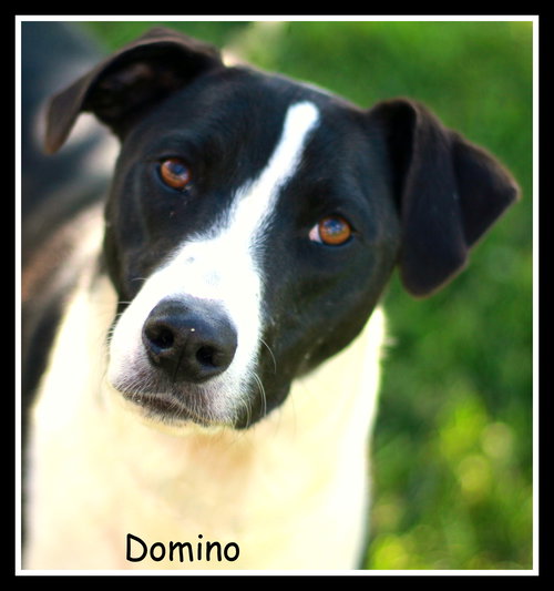 Domino