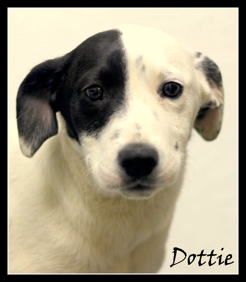 Dottie