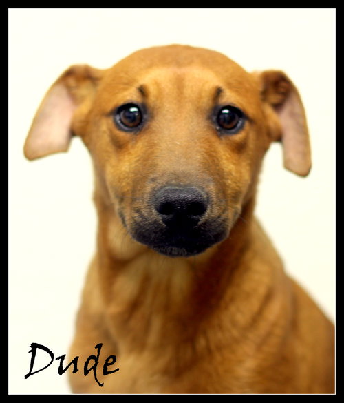 Dude