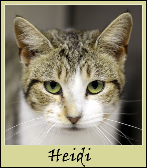 Heidi