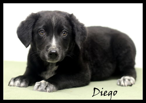 Diego