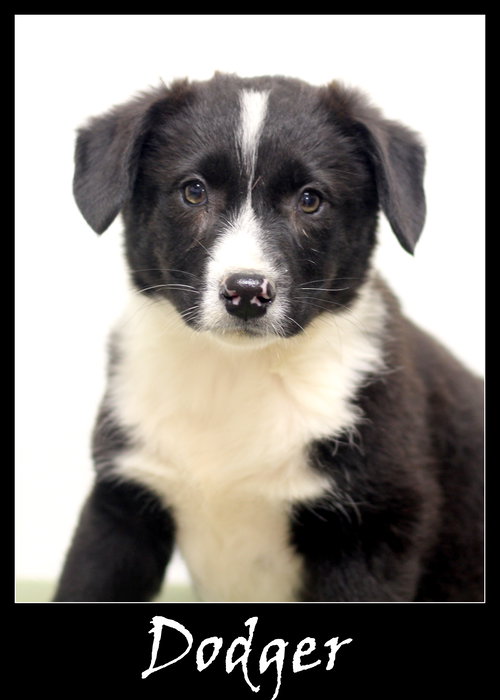 Dodger