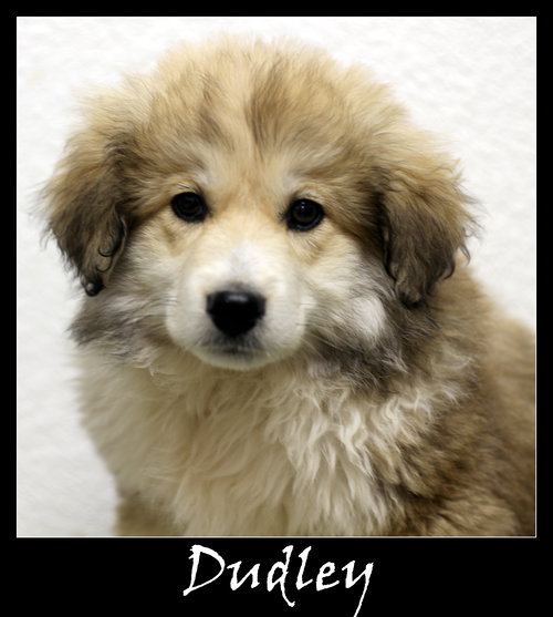 Dudley