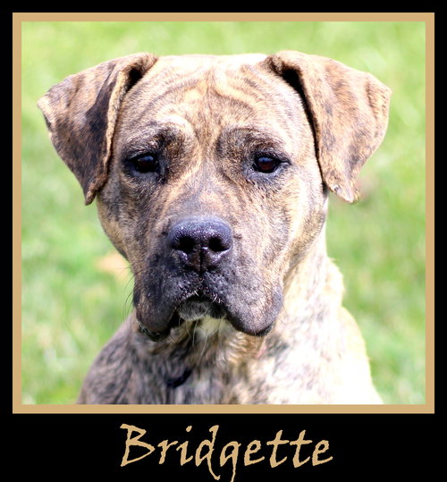 Bridgette
