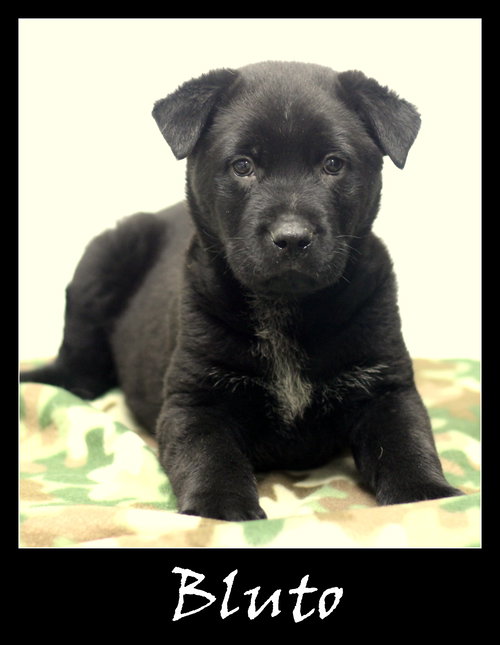 Bluto