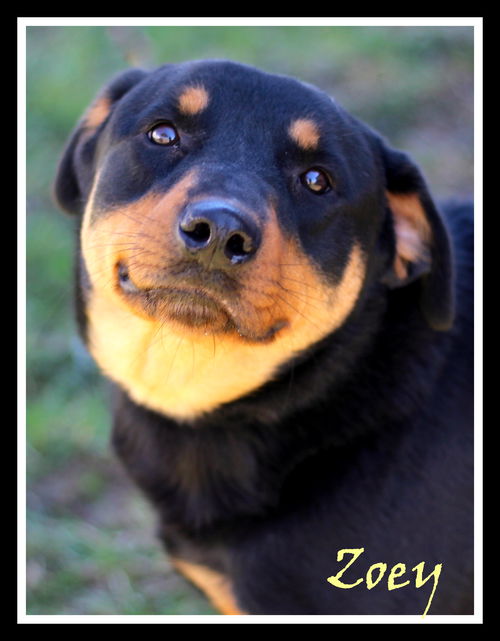 Zoey