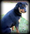 Zoey