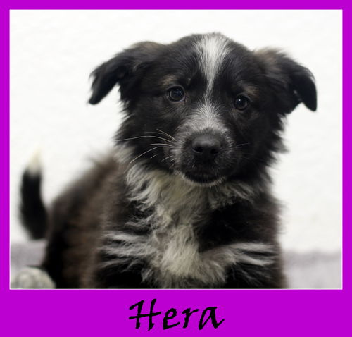 Hera